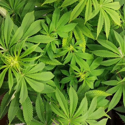 Super Skunk 1 growlog timeline photo