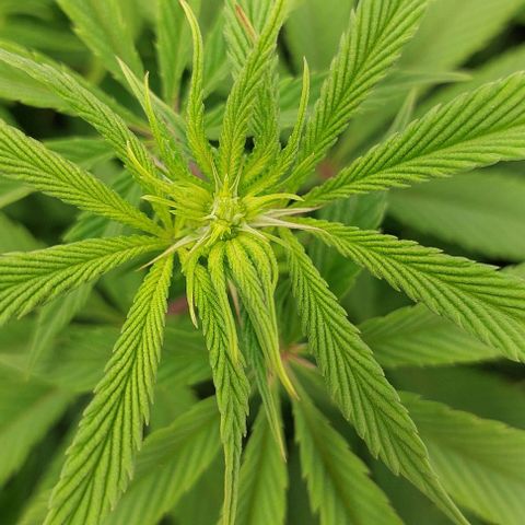 Northern Light 1 growlog timeline photo