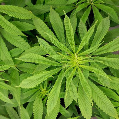 Northern Light 1 growlog timeline photo