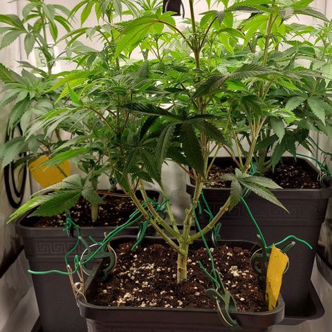 Northern Light 1 growlog timeline photo