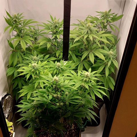 Northern Light 1 growlog timeline photo