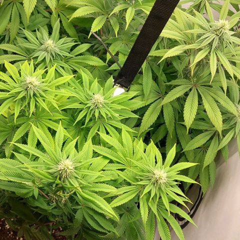 Northern Light 1 growlog timeline photo