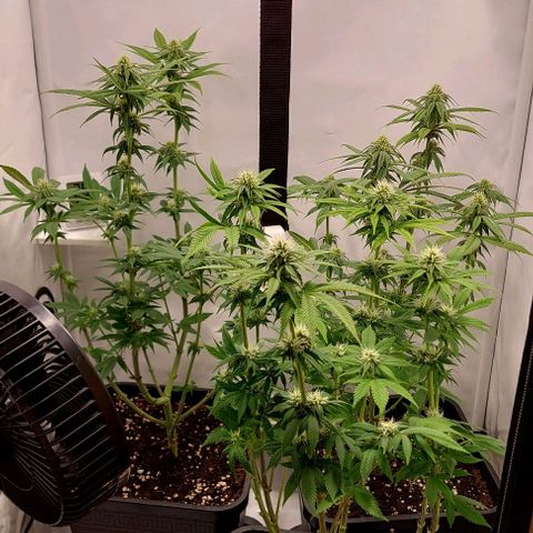 Northern Light 1 growlog timeline photo