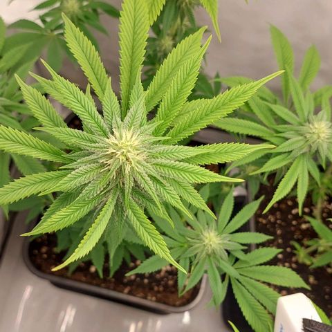Northern Light 1 growlog timeline photo