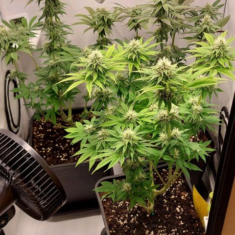 Northern Light 1 growlog timeline photo