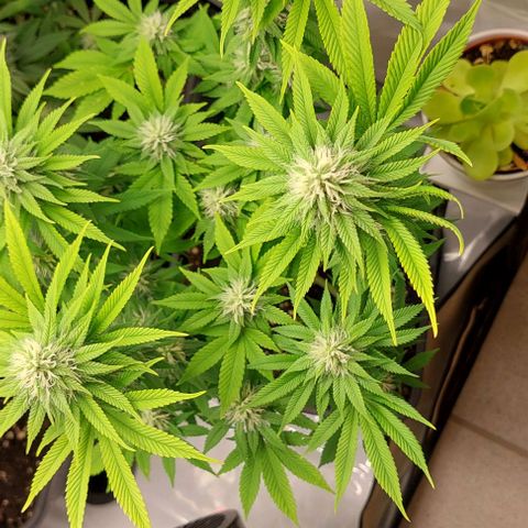 Super Skunk 1 growlog timeline photo