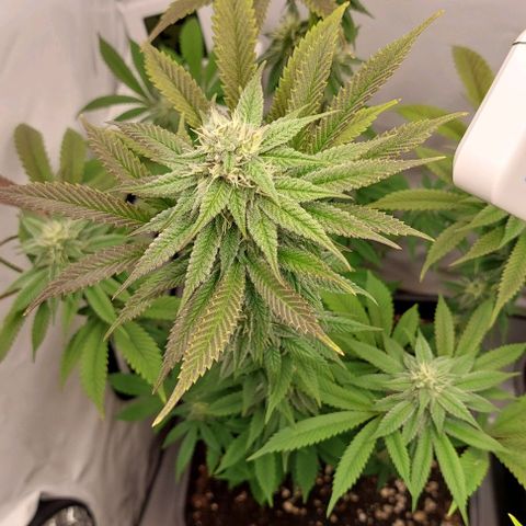 Northern Light 1 growlog timeline photo