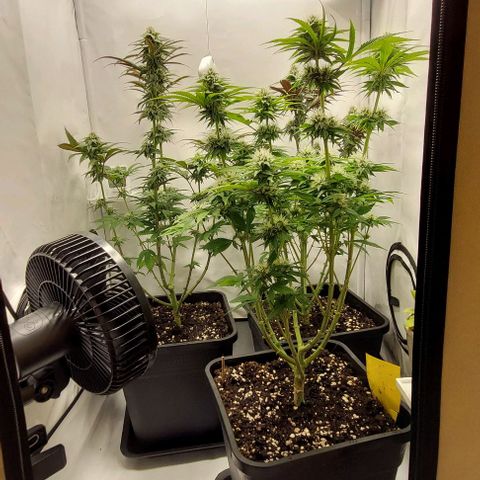 Northern Light 1 growlog timeline photo