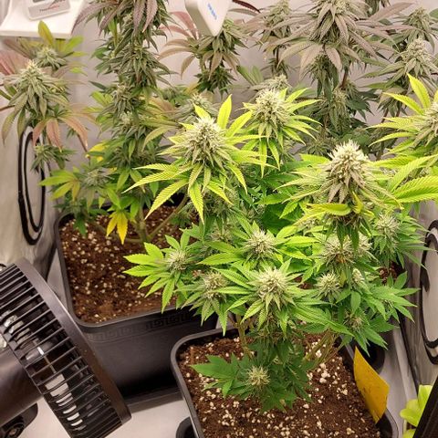 Northern Light 1 growlog timeline photo