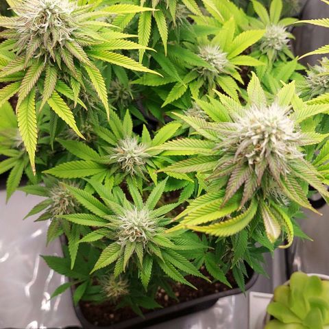 Super Skunk 1 growlog timeline photo