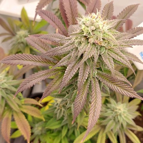 Northern Light 1 growlog timeline photo