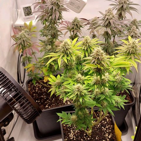 Northern Light 1 growlog timeline photo