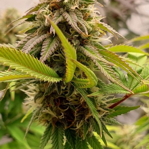Super Skunk 1 growlog timeline photo