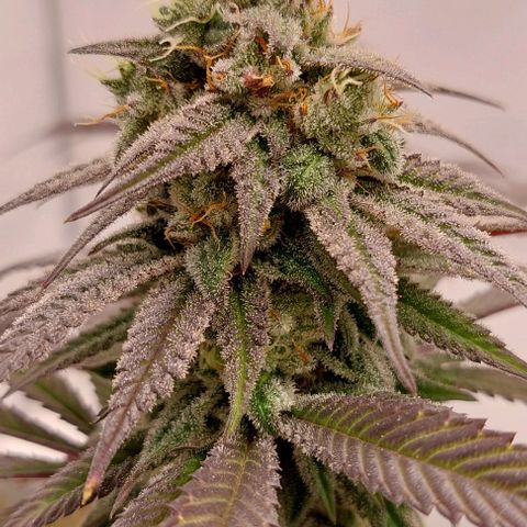 Northern Light 1 growlog timeline photo
