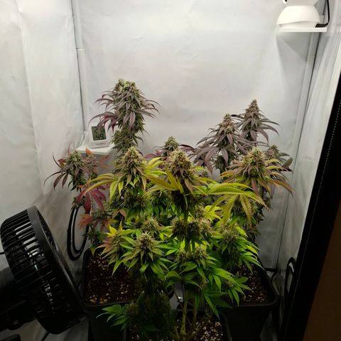 Northern Light 1 growlog timeline photo