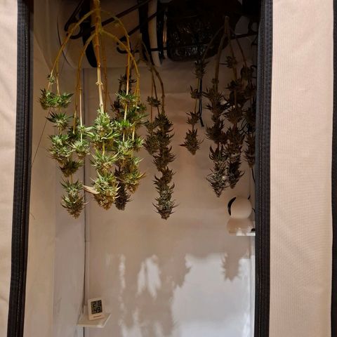 Northern Light 1 growlog timeline photo