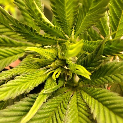 Unknown strain growlog timeline photo