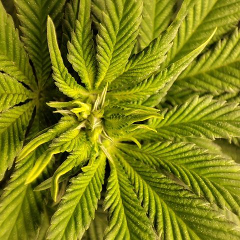 Unknown strain growlog timeline photo