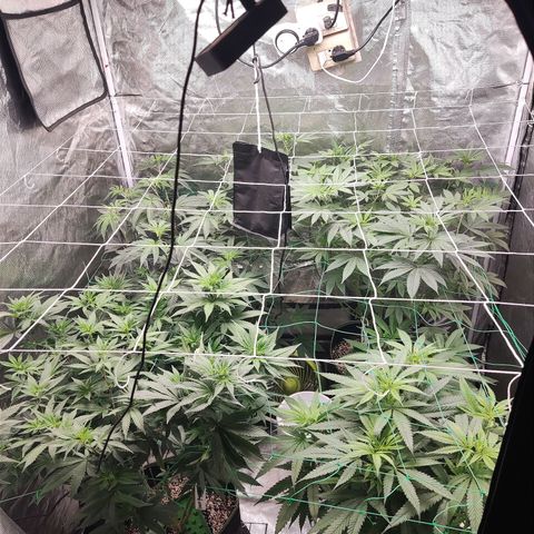 Unknown strain growlog timeline photo