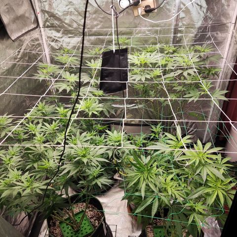 Unknown strain growlog timeline photo