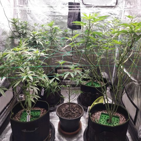 Unknown strain growlog timeline photo