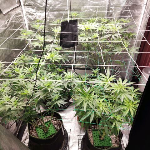 Unknown strain growlog timeline photo