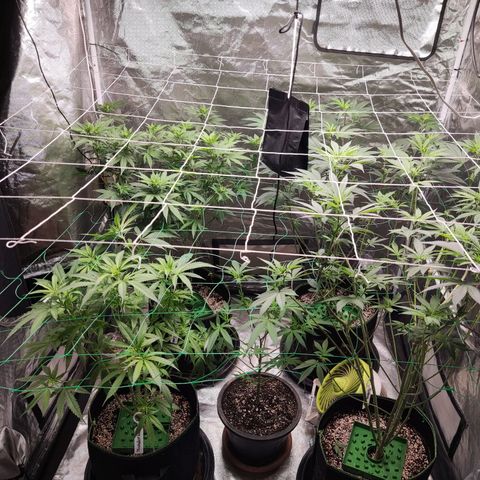 Unknown strain growlog timeline photo