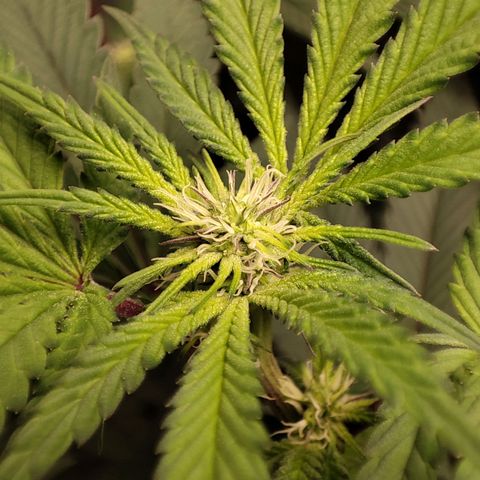Unknown strain growlog timeline photo