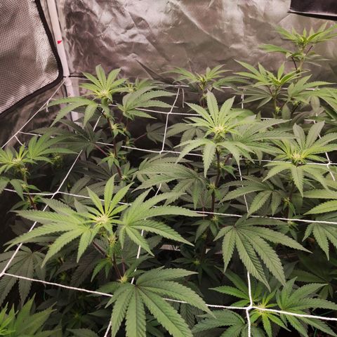 Unknown strain growlog timeline photo