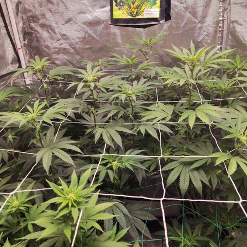 Unknown strain growlog timeline photo
