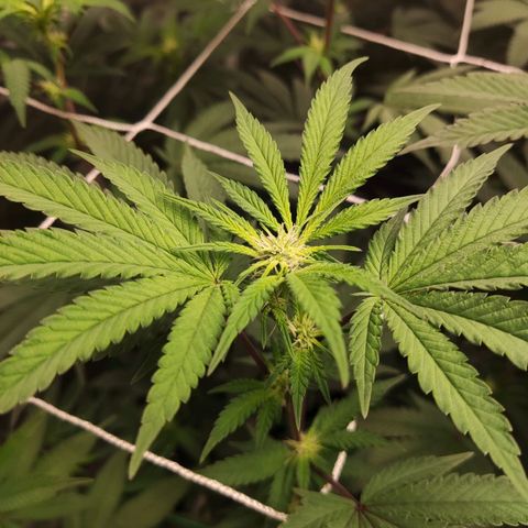 Unknown strain growlog timeline photo
