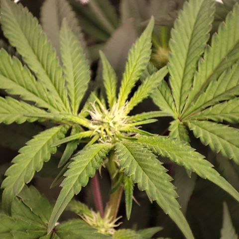 Unknown strain growlog timeline photo