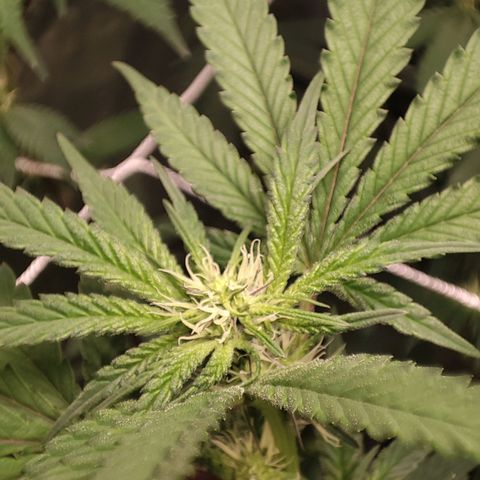Unknown strain growlog timeline photo