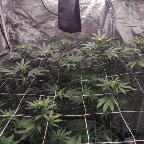 Unknown strain growlog timeline photo