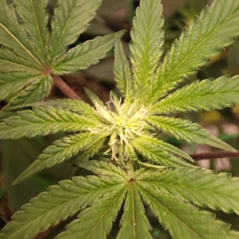 Unknown strain growlog timeline photo