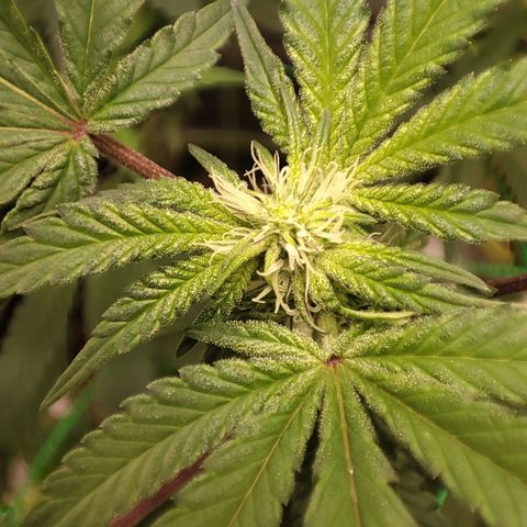 Unknown strain growlog timeline photo