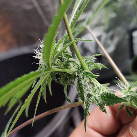Unknown strain growlog timeline photo