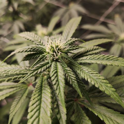 Unknown strain growlog timeline photo