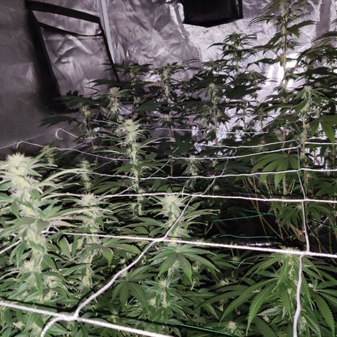 Unknown strain growlog timeline photo