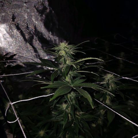 Unknown strain growlog timeline photo