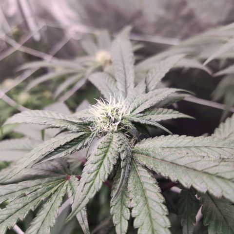 Unknown strain growlog timeline photo