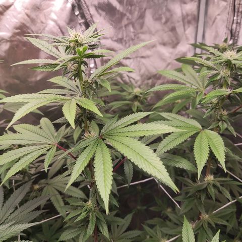 Unknown strain growlog timeline photo