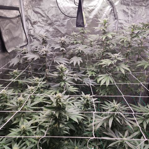 Unknown strain growlog timeline photo