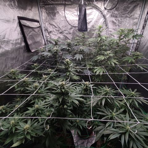 Unknown strain growlog timeline photo