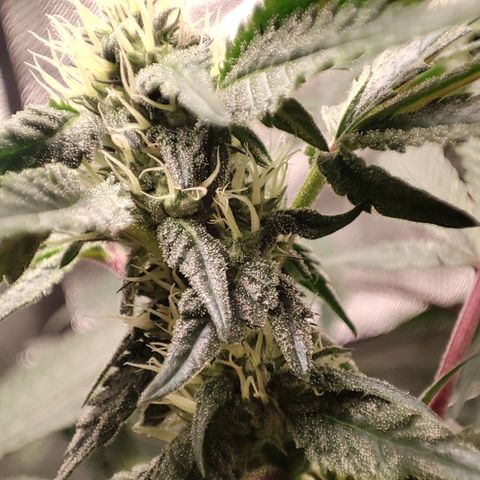 Unknown strain growlog timeline photo