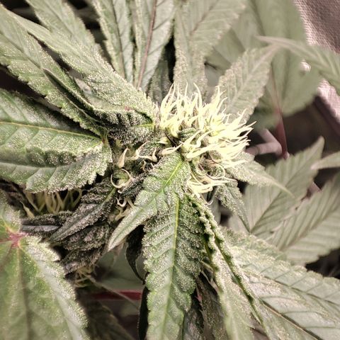 Unknown strain growlog timeline photo