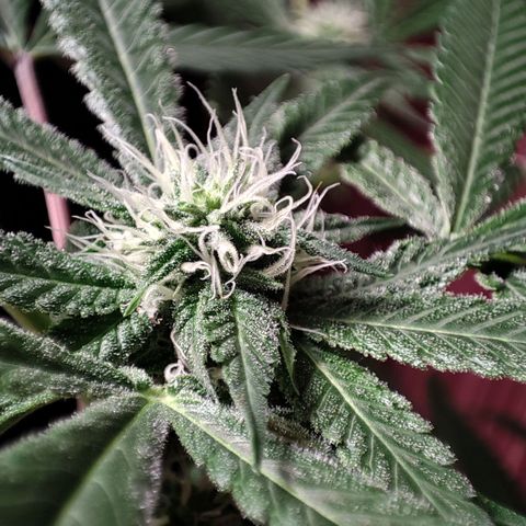 Unknown strain growlog timeline photo