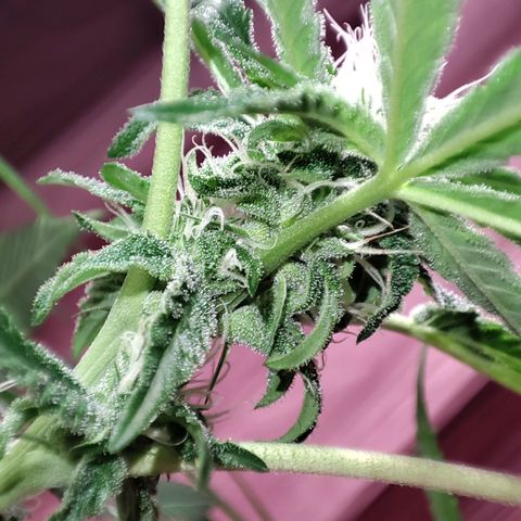 Unknown strain growlog timeline photo