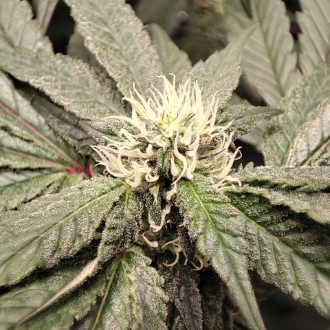 Unknown strain growlog timeline photo