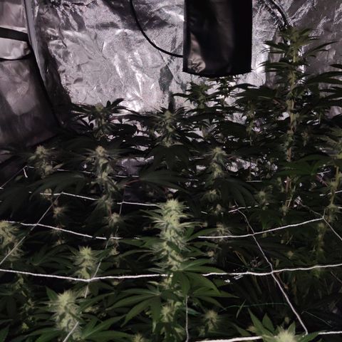 Unknown strain growlog timeline photo